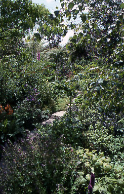 Woodland Walk